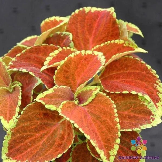 Coleus Seeds - 25+ Fairway Orange - Perfect for Garden Planting - Coleus blumei
