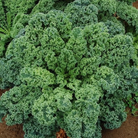 Curled Blue Scotch Vates Kale Seeds - 1000+ Count - Brassica oleracea - Ideal for 2025 Planting - USA Garden