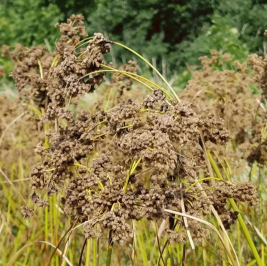 Wool Grass Seeds | Scirpus cyperinus | Native Wetland Plant | Perennial Grass Seeds for Gardens and Landscapes