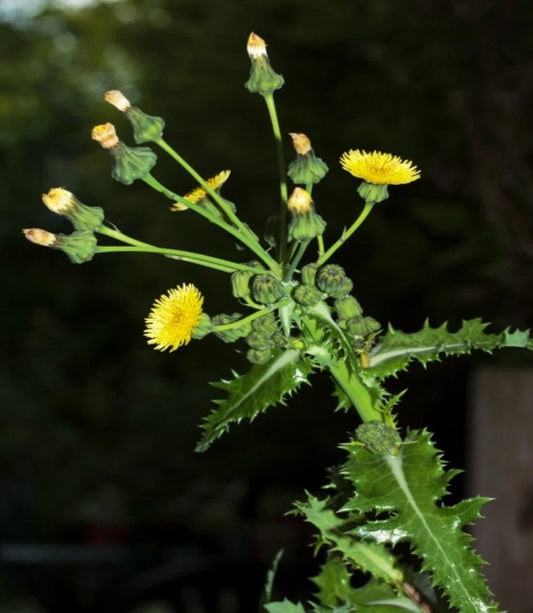 Prickly Sow-Thistle Seeds - 100+ Organic Heirloom Seeds (Sonchus asper) - Medicinal Herb for Natural Remedies