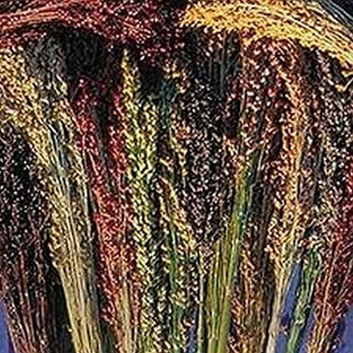 Broom Corn Seeds - 40 Seed Pack - Dried Corn Variety - Sorghum bicolor