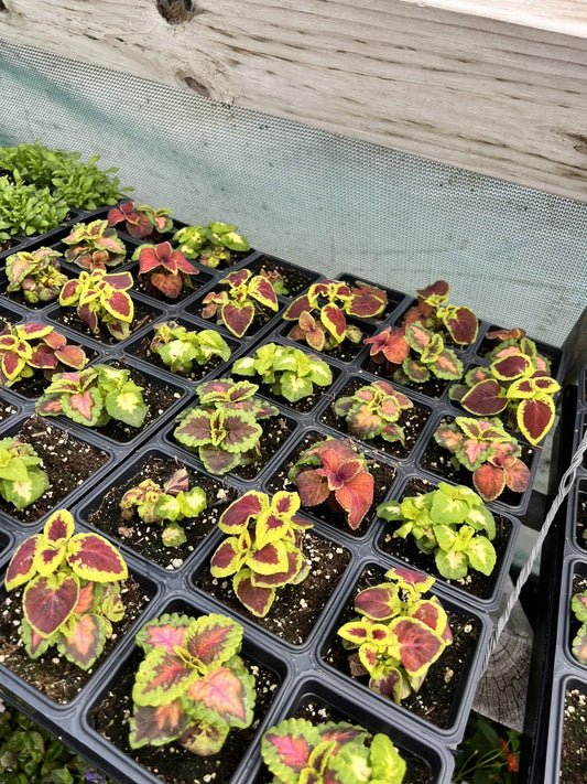 Coleus Seeds Mix - Rainbow Variety - Multiple Colors - Coleus Blumei - Annual House Plants for Outdoor Gardens