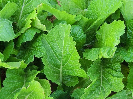 Mustard Seed - Fresh Florida Broadleaf Mustard Seeds - Brassica juncea