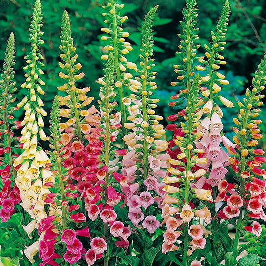 Foxglove Seeds - Excelsior Mix | Non-GMO Flower Seeds | Digitalis purpurea | Garden Seed Store