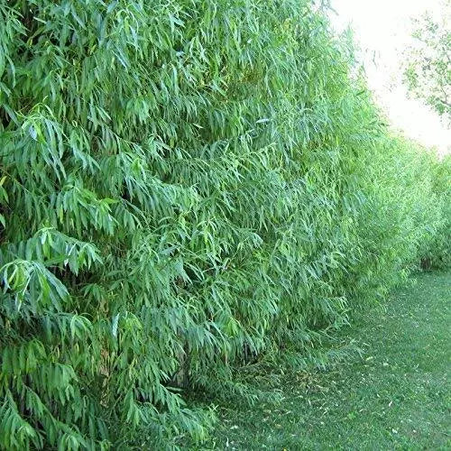 50 Austree Hybrid Willow Cuttings, Fast Growing, Shade and Privacy Fence, Salix, Ideal for Gardens and Landscaping