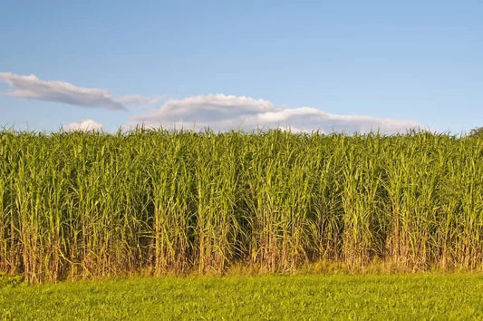 Switchgrass Seeds for Planting - Fast Growing Hardy Prairie Grass, Panicum virgatum - Ideal for Bio Fuel and Erosion Control