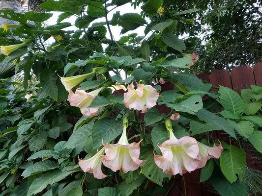 Pink Beauty Angel Trumpet Plant - XL Fully Rooted - Unique Pink Flowers - Brugmansia