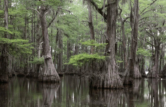 Bald Cypress Seeds for Planting | 10 Seeds | Exotic Tree Seeds | Taxodium distichum