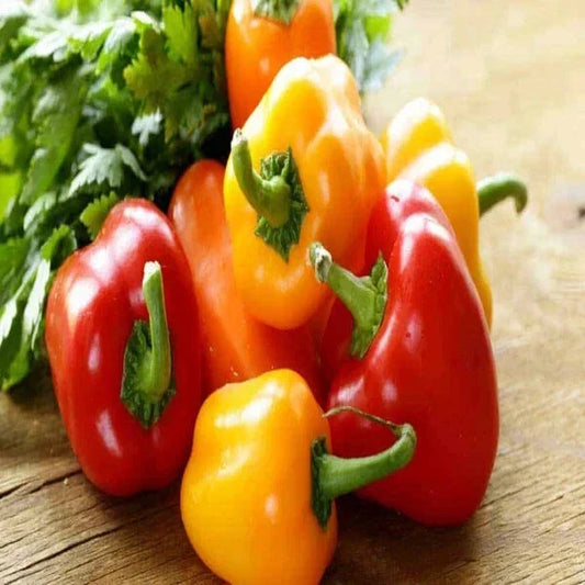 California Bell Pepper Seeds - Assorted Colors - 100 Pack - Organic (Capsicum annuum) - USA Grown