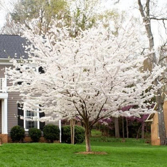 Yoshino Cherry Tree Seeds - 5 Pack - Flowering Ornamental Pink - Prunus x yedoensis