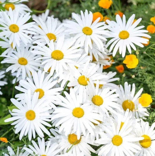 OX-EYE Daisy Seeds Pack - 100 to 1000 Seeds, Drought Tolerant Perennial for Pollinators, Leucanthemum vulgare