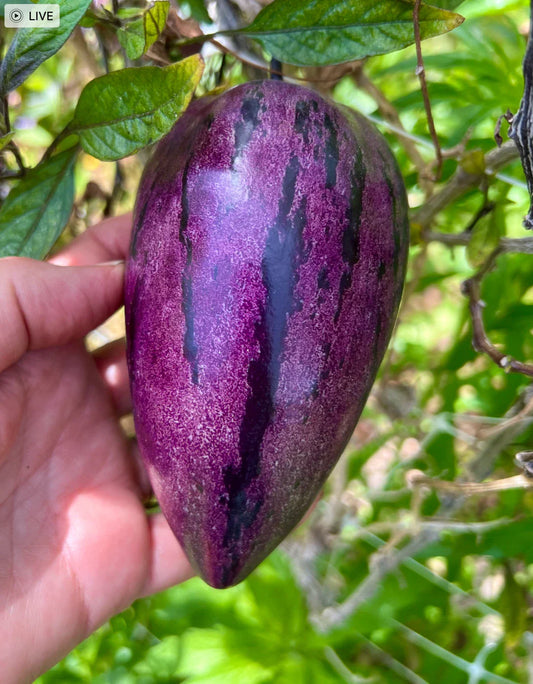 Fresh Deep Purple Pepino Melon Cuttings - 6 Delicious Cuttings (Solanum muricatum)