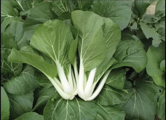 Pak Choi Seeds - 1,000+ Non-GMO White Stem Pechay Seeds - Ideal for Home Gardening and Vegetable Gardens