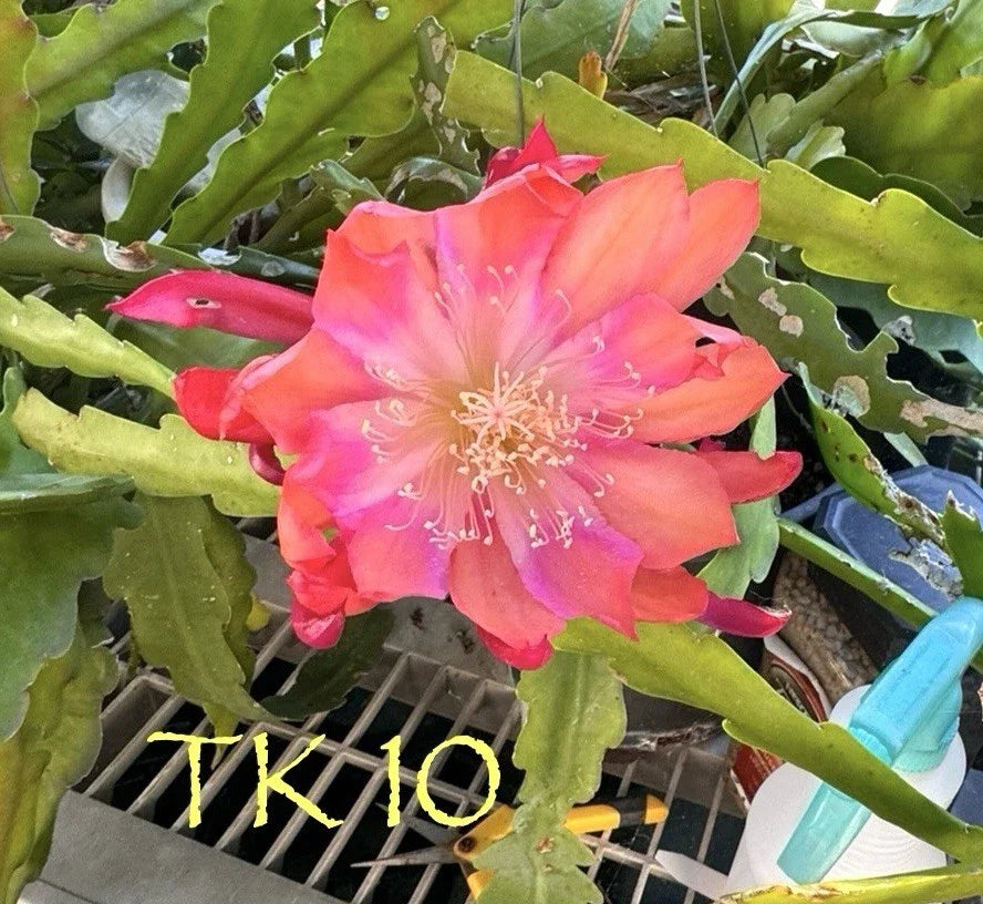 Epiphyllum Orchid Cactus Succulents - Noid TK10 Variety - 2 Beautiful Plants - Perfect for Indoor Gardening