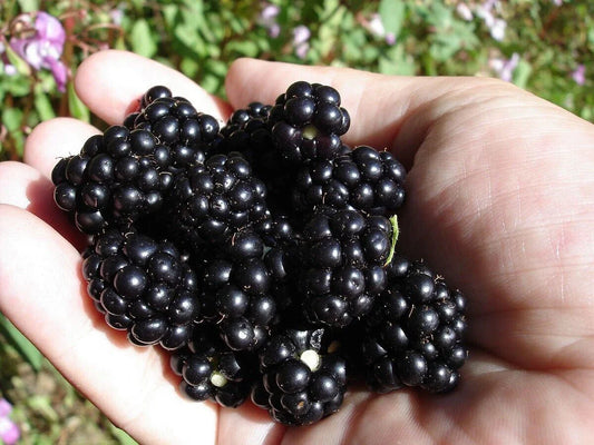 Organic Blackberry Seeds - Non-GMO Sweet Berry Seeds for Home Gardening - Rubus fruticosus