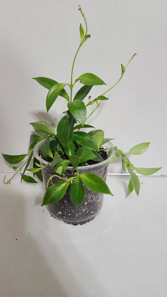 Lipstick Plant in 5 Inch Pot - Aeschynanthus Raddianus - Colorful Indoor Houseplant, Easy Care, Decorative Greenery