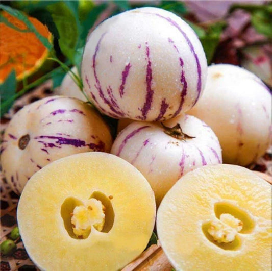 Pepino Melon Seeds - 10 Seeds - Melon Pear, Sweet Cucumber - Solanum muricatum