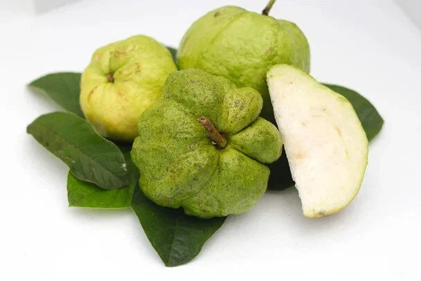 Indonesian Seedless Guava Seeds - 50+ Pack for Garden Planting - Psidium guajava - USA - Free Shipping