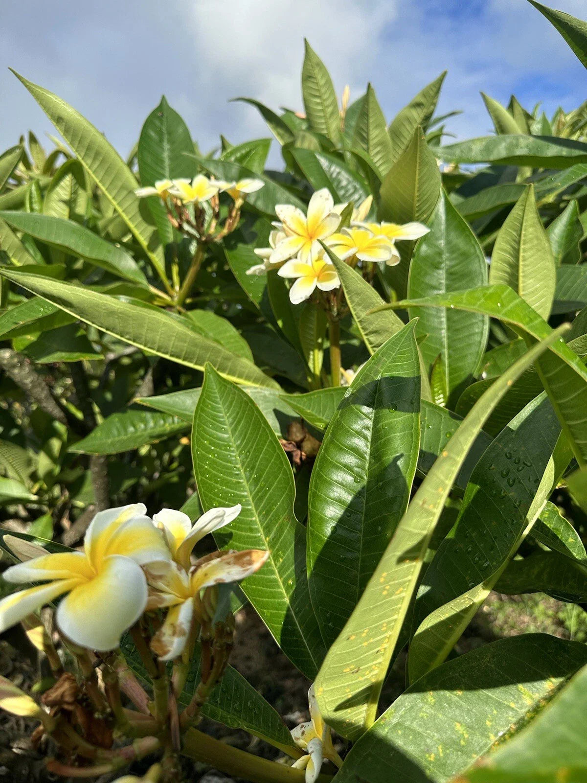 Yellow Plumeria Starter Cutting 10-Inch Unrooted x2 - Plumeria rubra, Tropical Flowering Plant, Ideal for Gardening