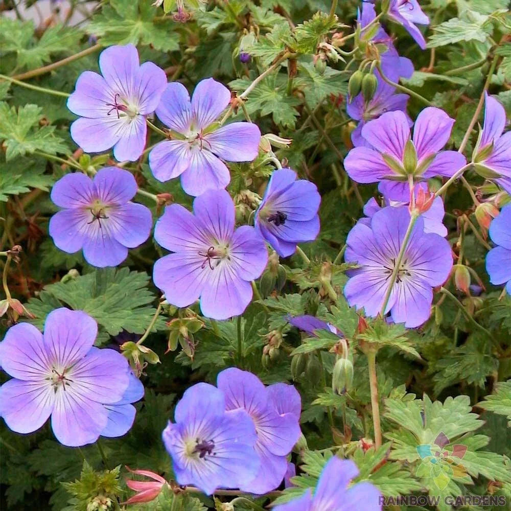 Rozanne Geranium 25+ Seeds - Hardy Perennial Garden Plant - Geranium 'Rozanne' - USA