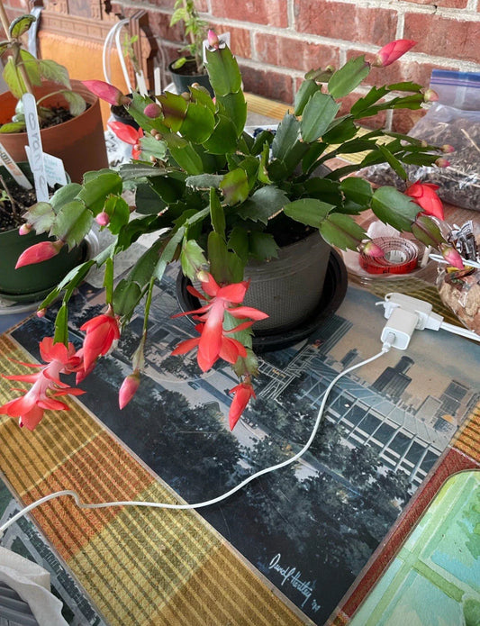 Orange Sherbet Schlumbergera Cactus Starter Plant - Year 2025, Vibrant Orange Color, Ideal for Home Decor, Schlumbergera spp.
