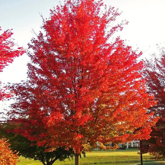 Red Maple Tree Seeds - Acer Rubrum Illinois Scarlet - Perfect for 2025 Planting - Canadian Variety