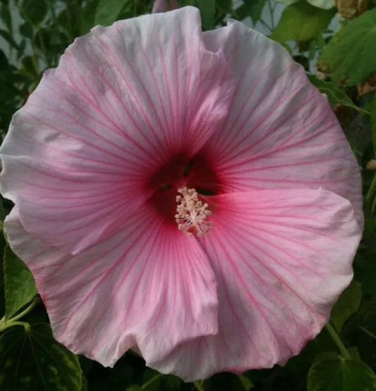 Rose Mallow Seeds 200+ Mixed Color Lavatera Trimestris Flowers - Heirloom Garden Seeds, Perennial Blooms