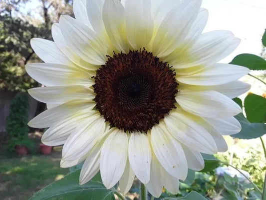 White Nite Sunflower Seeds - 20 Organic Seeds - Helianthus annuus - USA Grown, Ships Free
