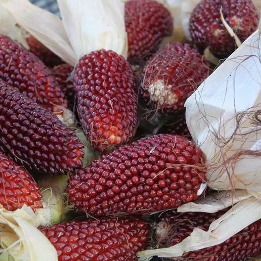 Strawberry Popcorn Corn Seeds - 75 Non-GMO Heirloom Seeds - Sweet Red Variety - USA Seller