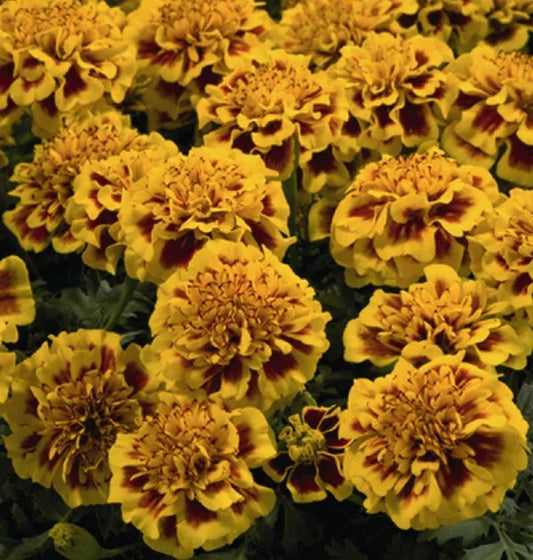 Little Hero Fire Marigold Seeds - 25+ Count for Planting - Tagetes patula - Garden Seeds - USA
