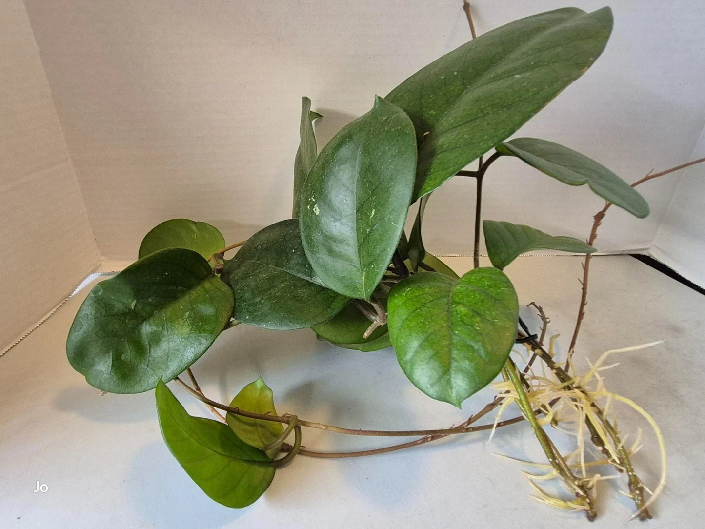 Hoya Fungii Cuttings - 4 Rooted Cuttings for Plant Propagation - Hoya carnosa