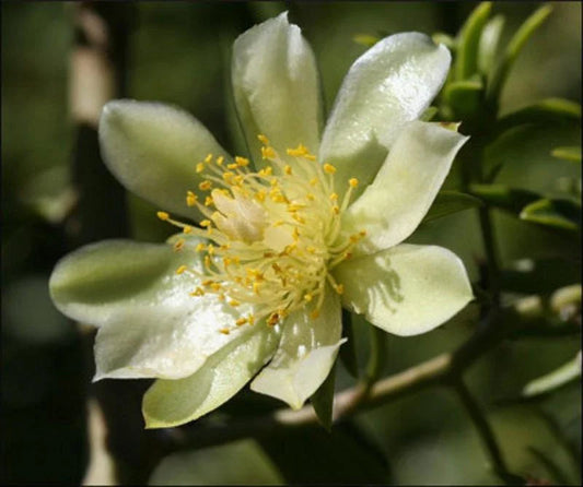 Rare Pereskia aculeata Gold Variegated Cactus Plant in 6" Pot - Unique Variegata Variety for Collectors