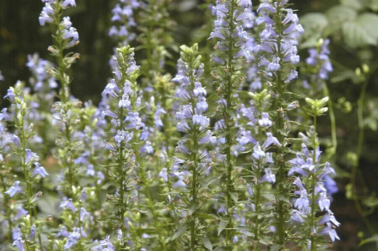Great Blue Lobelia Seeds - Native Wildflower for Shade Gardens - Lobelia siphilitica - Drought Tolerant, Heat & Cold Resistant