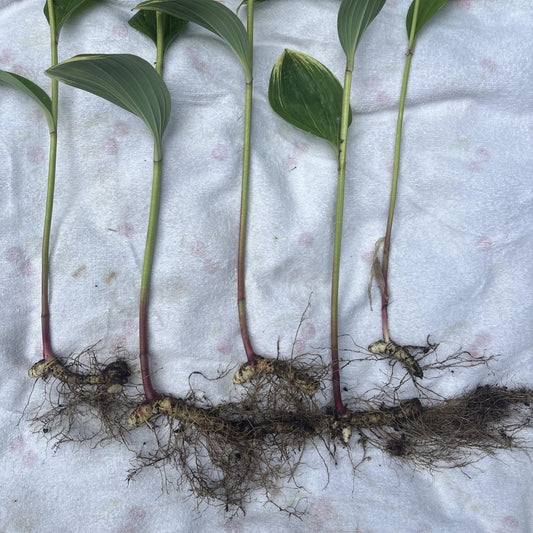Variegated Leaf Solomon's Seal Live Plants - 5 Bare Root Rhizomes with 12” Stems - Polygonatum biflorum