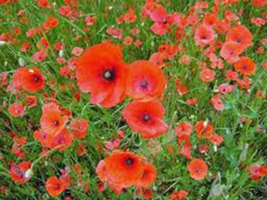 Shirley Poppy Seeds - 1000 Bright Red Flower Seeds, Long Lasting Blooms - Papaver rhoeas