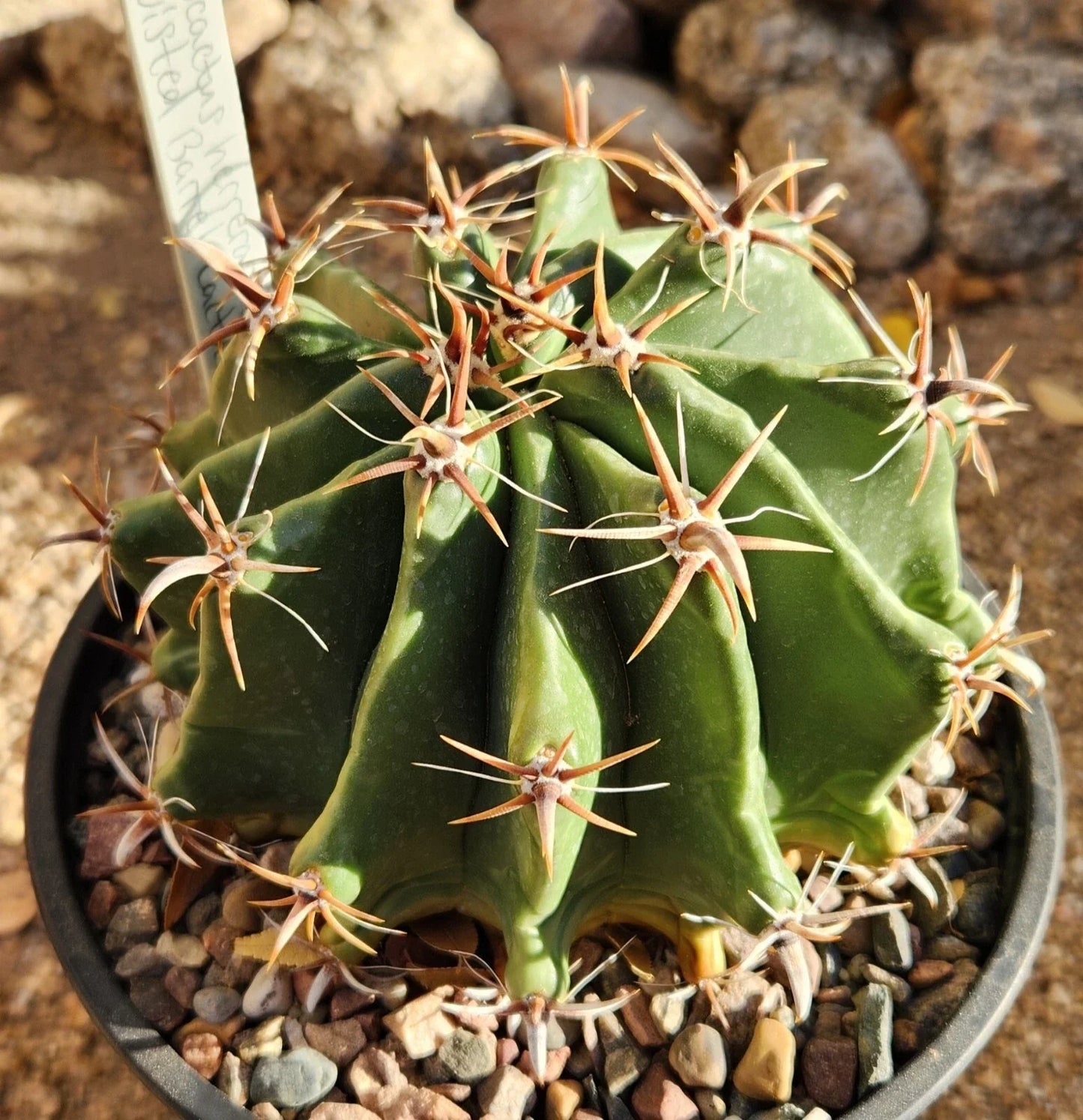 Ferocactus Herrerae Var Brevispinus Barrel Cactus Live Rooted Plant, Succulent, Drought-Tolerant Cactus, Ideal for Indoor/Outdoor