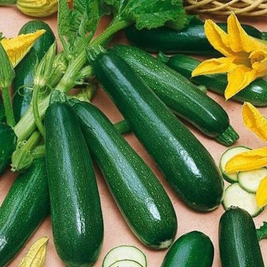 25+ Black Beauty Zucchini Seeds - Heirloom, Non-GMO, Organic - Cucurbita pepo