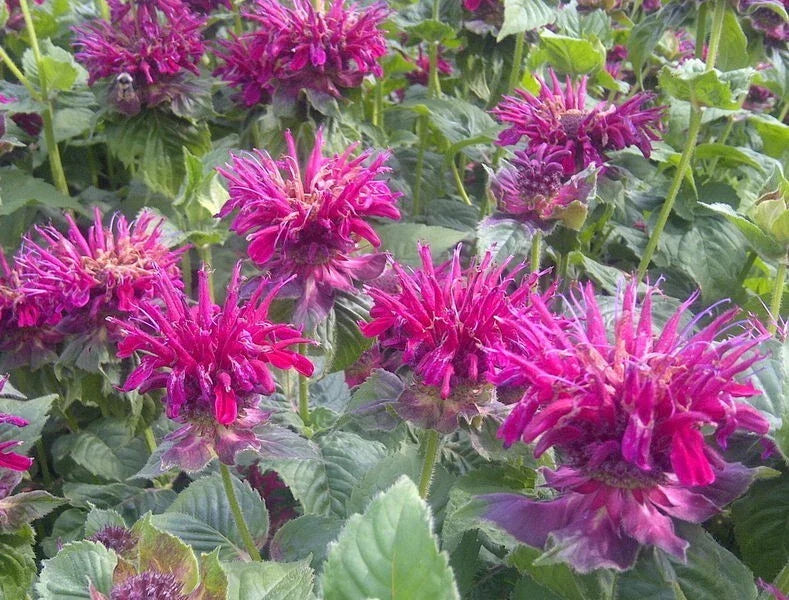 Fireball Bee Balm Seeds - 100 Pack - Monarda didyma - Hummingbird Flower Seeds - Vibrant Red Blooms
