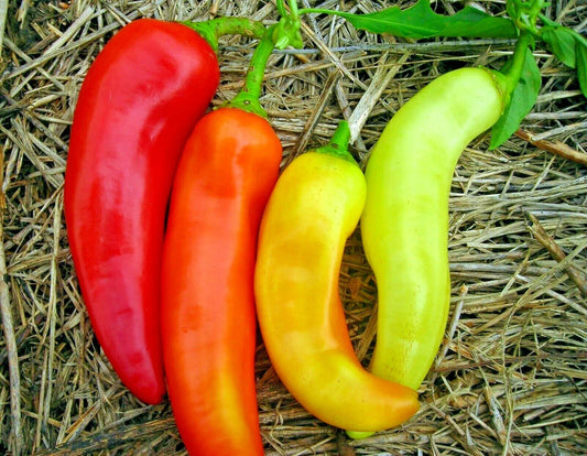 Sweet Banana Pepper Seeds - Organic Vegetable Seeds for Garden or Container - Hungarian Variety - Capsicum annuum