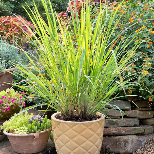 Set of 2 Lemongrass Rooted Plants – Edible Live Herb – Easy Grow – Cymbopogon citratus – No Pot Included