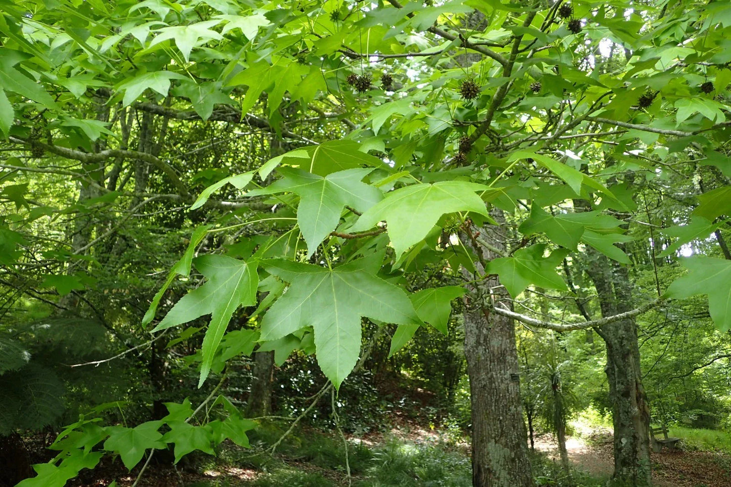 American Sweetgum Seeds - 30 Count - Liquidambar styraciflua - Hardy Tree for Landscaping and Shade