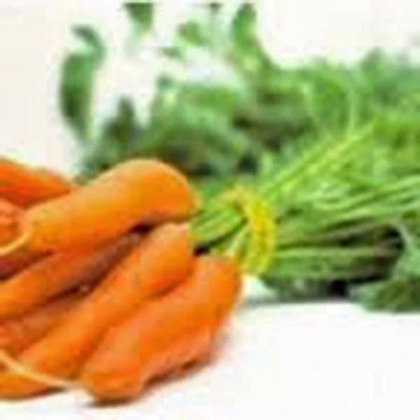 Carrot Seeds, Non-GMO, Little Finger Variety, 100+ Seeds, Daucus carota