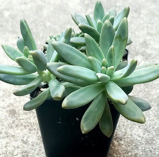 Pachyveria "Blue Pearl" - 2 Inch Diameter Succulent Plants - Easy Care Indoor Decor