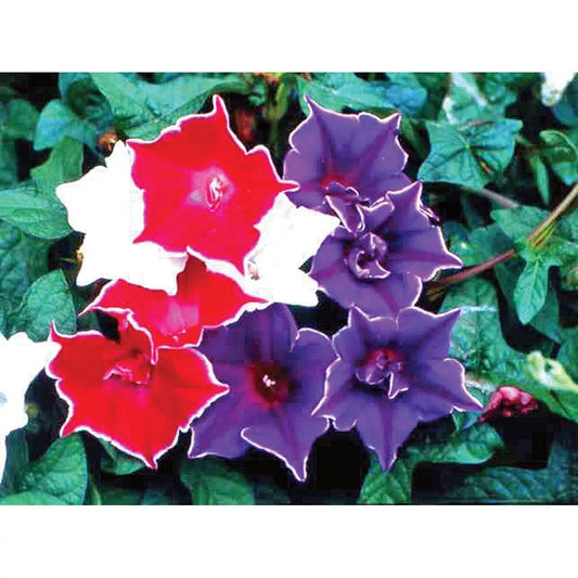 Kikyo-Zaki Mix Morning Glory Seeds - 30 Seeds for Planting - Colorful Vines, Ipomoea tricolor
