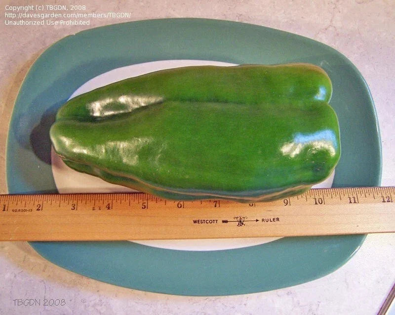 Big Bertha Sweet Pepper Seeds - Non-GMO Organic Heirloom - Large, High Yield Variety (Capsicum annuum)