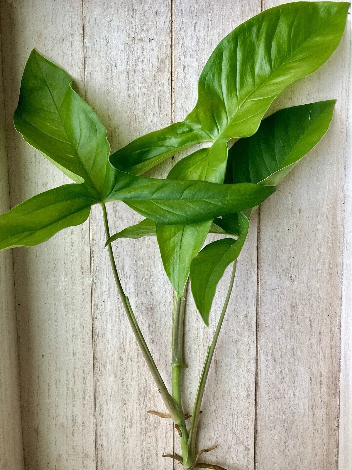 Rooted Arrowhead Vines - 15 Pack - Syngonium podophyllum - Indoor Houseplants - Easy Care Greenery