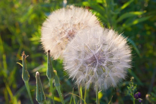 Salsify Seeds - 100 Non-GMO Seeds - White Salsify, Goatsbeard (Tragopogon porrifolius)