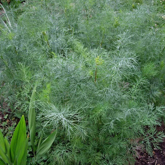 Dukat Dill Seeds - 500 Heirloom Non-GMO Seeds - Anethum graveolens - Culinary Herb Gardening