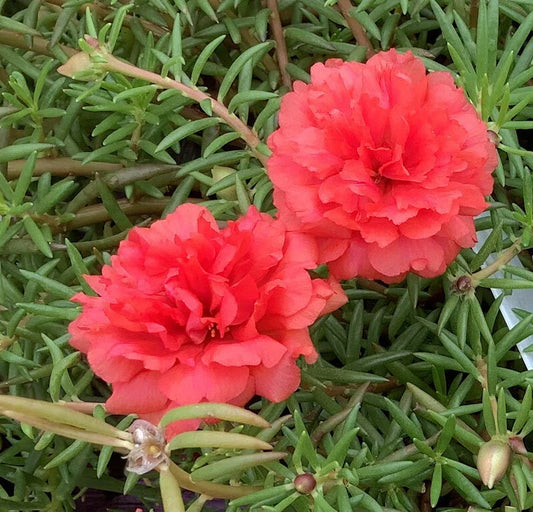 Grandiflora Portulaca Moss Rose Plants - Deep Salmon Color Cuttings - Portulaca grandiflora