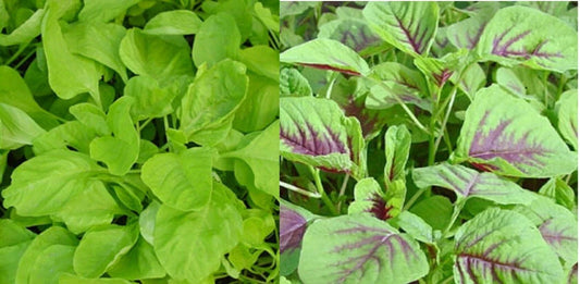 500+ Amaranth Seeds Green Red Leaf Asian Chinese Spinach Yin Cho Callaloo 红綠苋菜种